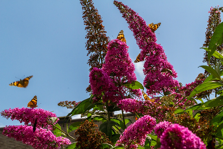 Painted lady swarm Butterflies swarm around a tall, purple flower.